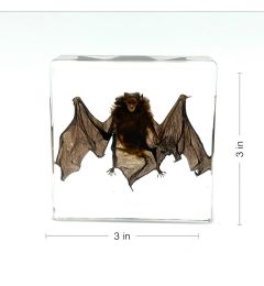Small Bat in Acrylic Resin