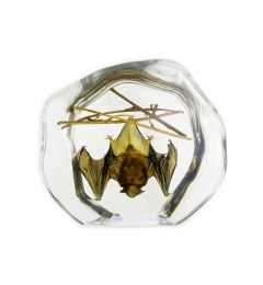 Hanging Bat in Acrylic Resin
