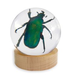 Green Rose Chafer Beetle Globe