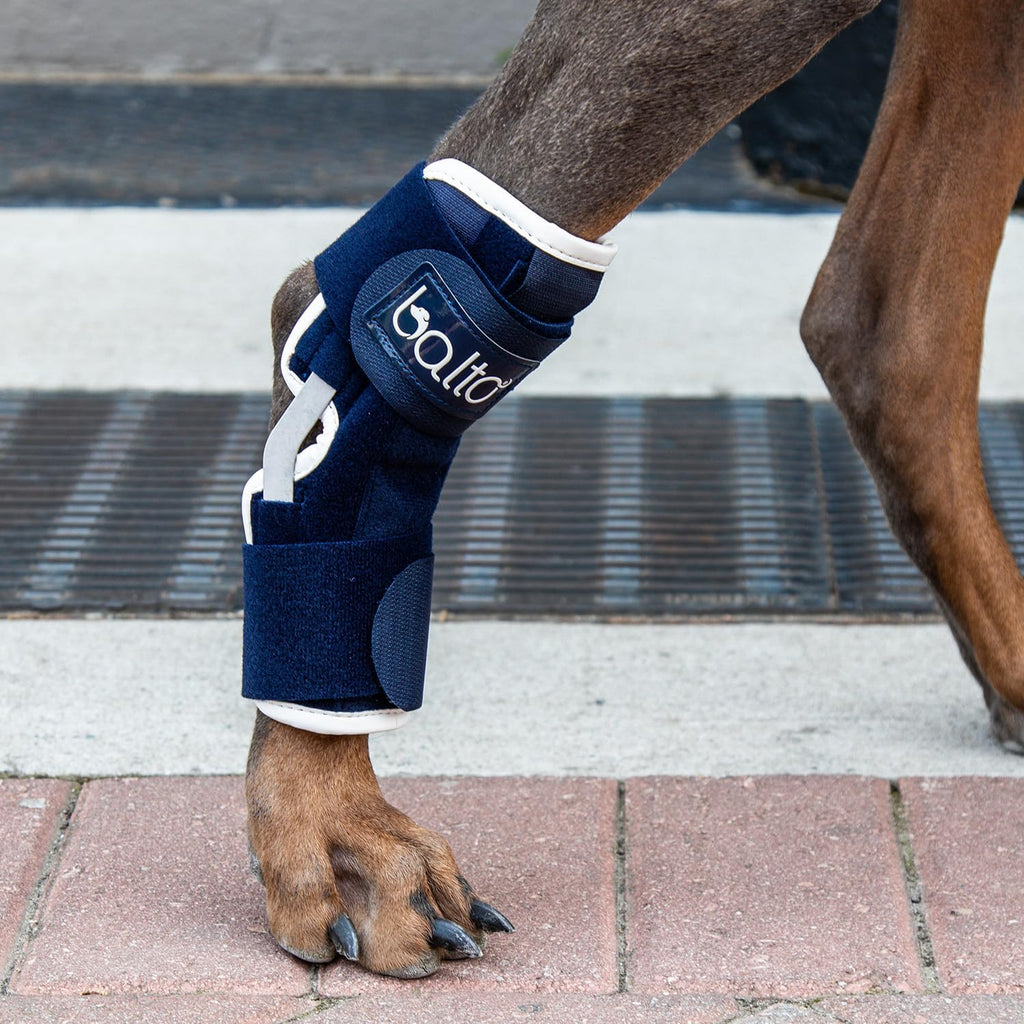 Balto Hock Brace – Dog Brace with Aluminum Splints – Pre/Post Surgery Helps Support Arthritis and Unstable Joints – Back Leg Support (Small)