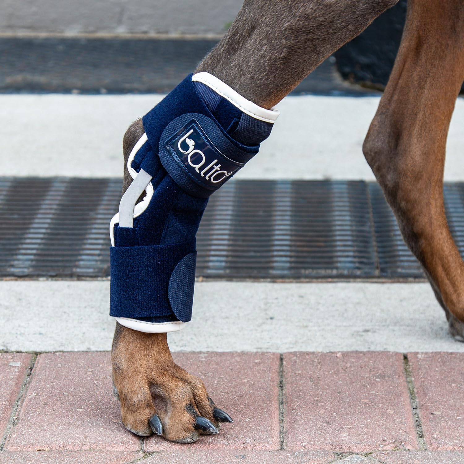 Balto Hock Brace – Dog Brace with Aluminum Splints – Pre/Post Surgery Helps Support Arthritis and Unstable Joints – Back Leg Support (Small)