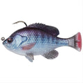 Savage Gear Pulse Tail Bluegilll 4" RTF (Tilapia) Moderate Sink Lure