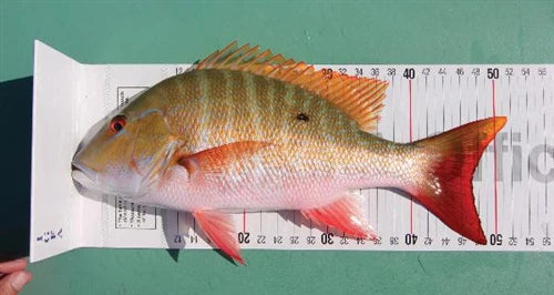 Official IGFA World Record Measuring Device ATL (200 CM)