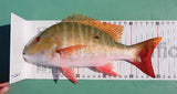 Official IGFA World Record Measuring Device ATL (200 CM)