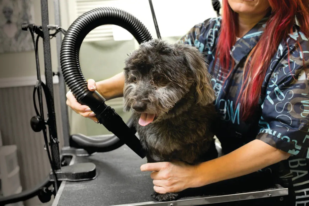 Air Force® Commander Speed Pet Dryer