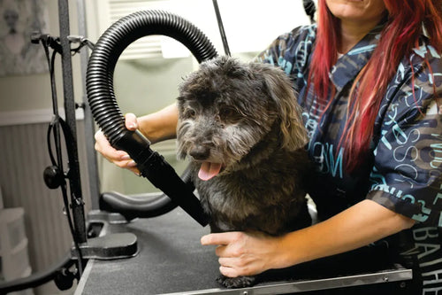 Air Force® Commander Speed Pet Dryer