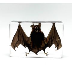 Bat in Acrylic Resin