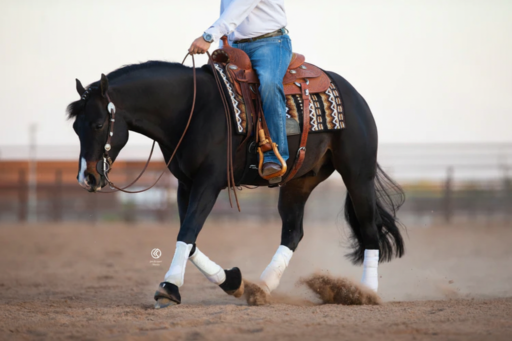 Show Stoppin Saddle Pad 5300 on Horse