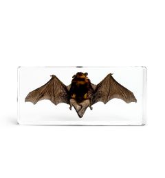 Small Bat Wide in Acrylic Resin